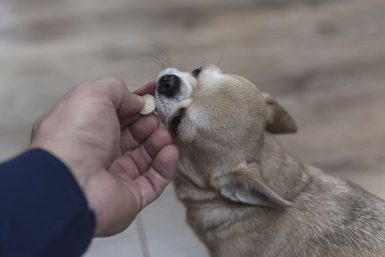 what to do if your dog eats trazodone medication