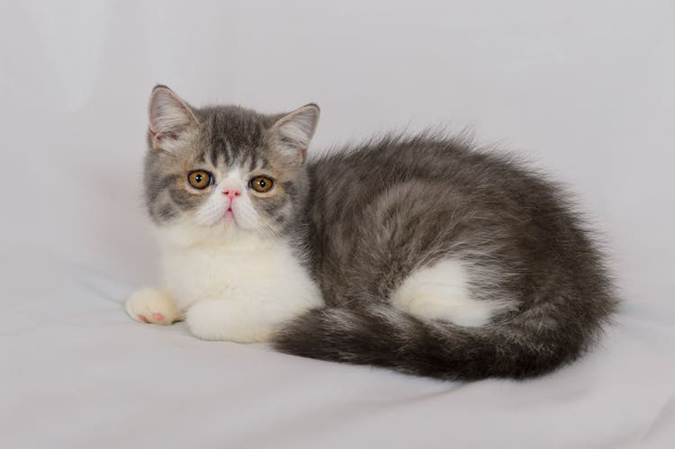 exotic shorthair cats