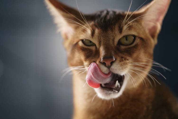 cat licking