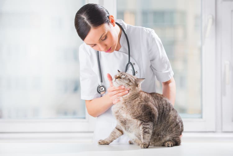 automobile injury in cats