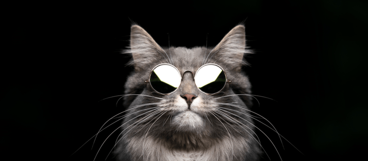 A celebrity cat wearing sunglasses.