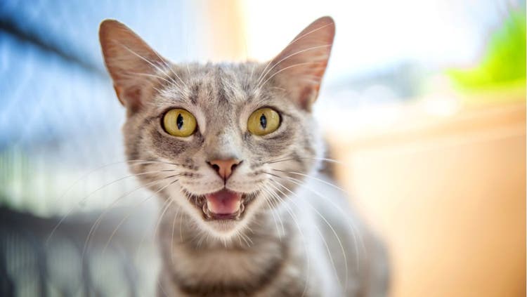 What is Your Cat Saying?