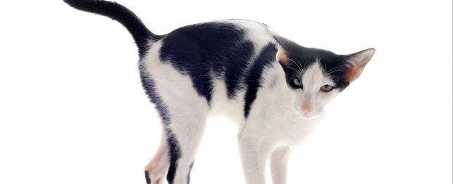 cat spraying and urine marking