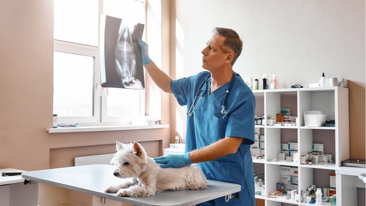 Questions To Ask When Choosing A New Vet