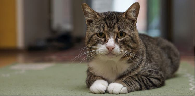 Senior cats demand affection through body language and vocalization.
