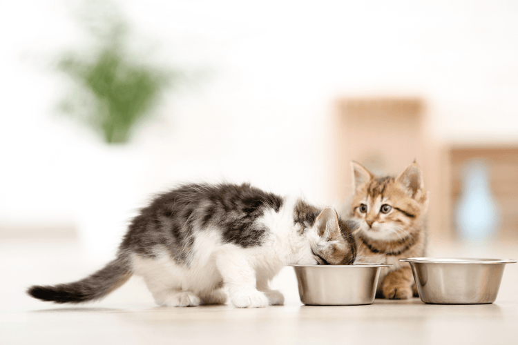 Two kittens share a meal out of a small, metal bowl.