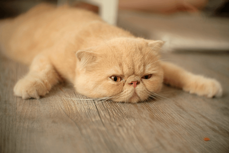 A lazy, light-colored cat lying on its stomach.