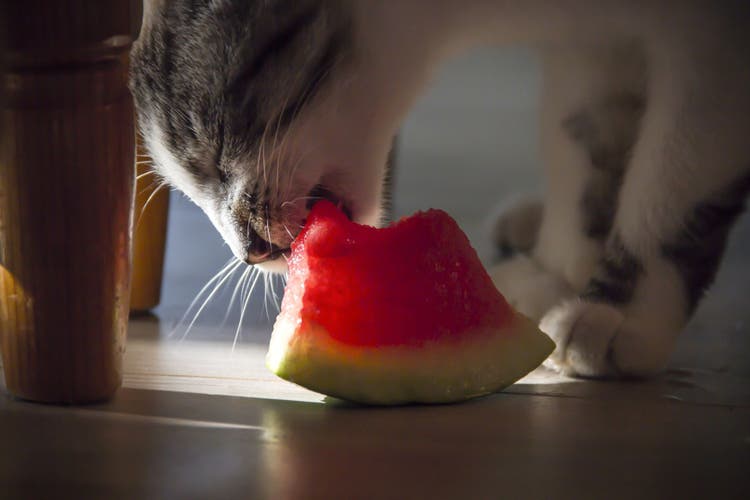 can cats eat watermelon