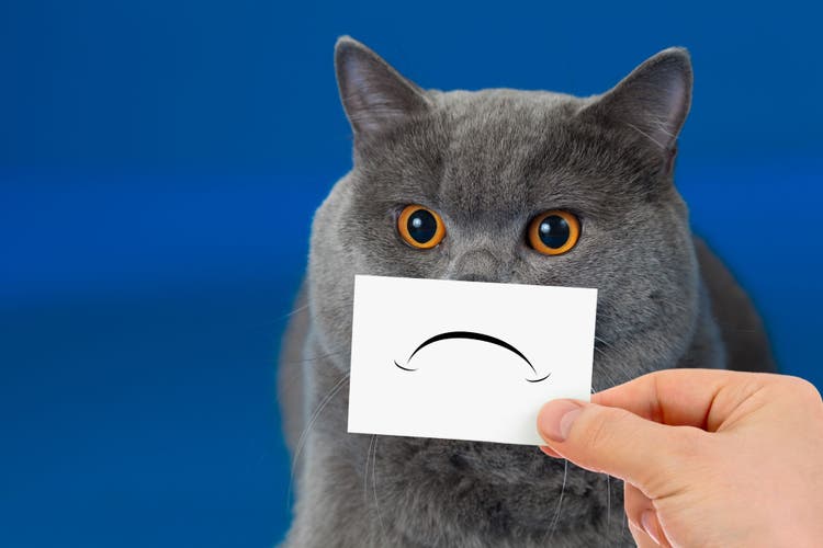 increased urination in cats
