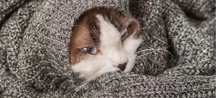 Kitty wrapped in a sweater suffering from cat nausea.