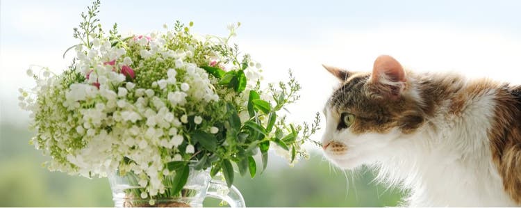 Cat smelling bouquet of lilies.