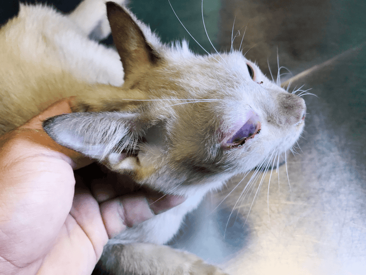 A Cat Suffering from Hyphema