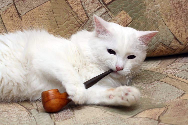 nicotine toxicity in cats