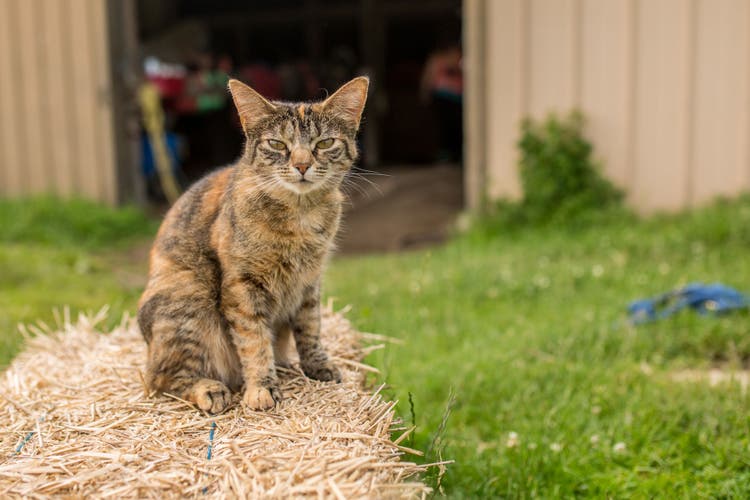 squinting in cats