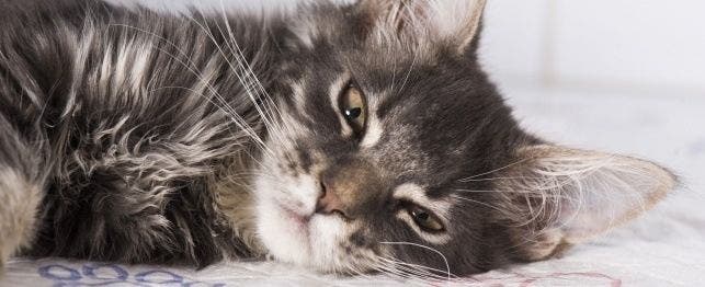 cat with sniffles