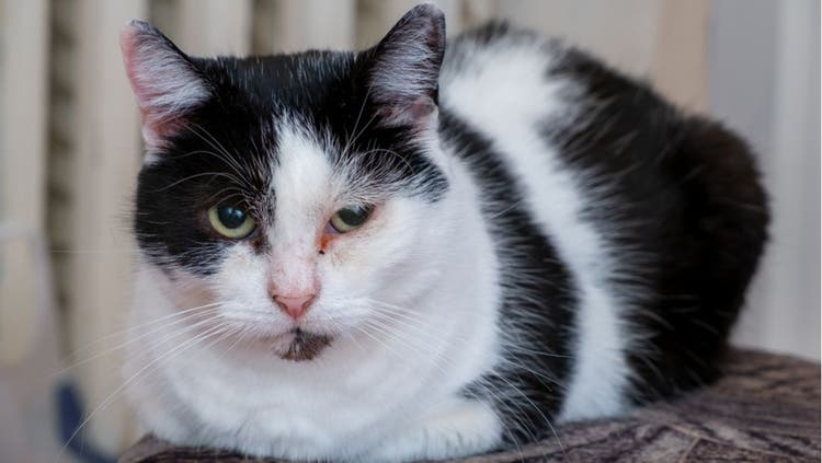 Protrusion of Third Eyelid in Cats