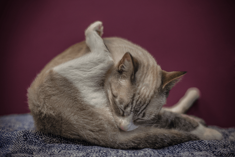 A cat cleaning themselves