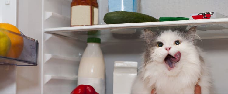 Cat in fridge with sausage links, milk, and peppers.