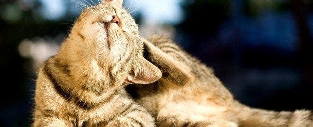 cat can't stop scratching