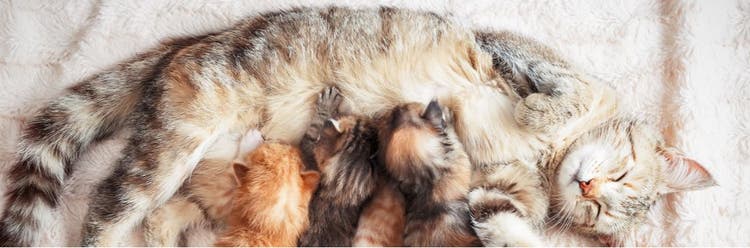 Mother cat feeding her young.