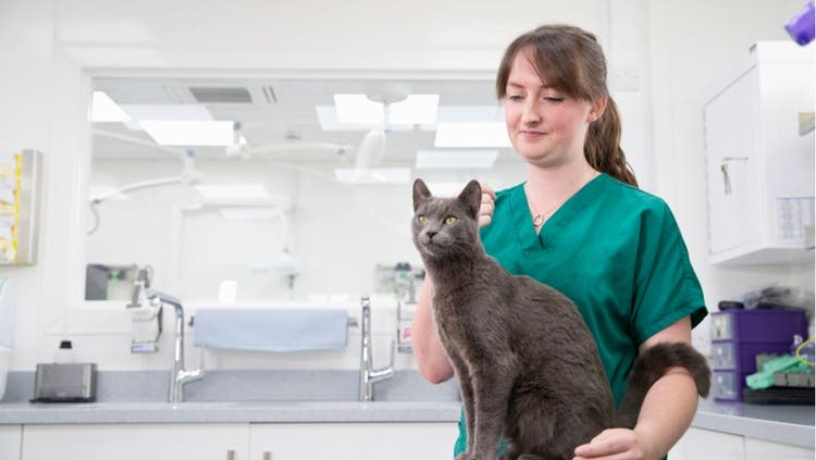 The Number 1 Cat Emergency at the ER