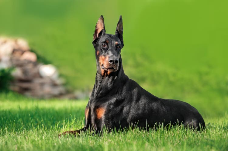doberman health
