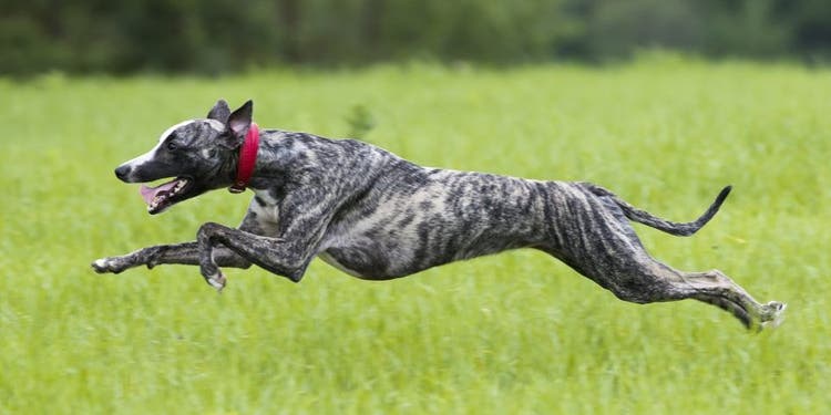 A Greyhound at a full sprint.
