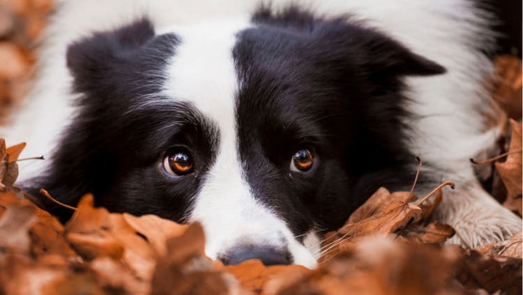 A collie lies down in a pile of autumn leaves.