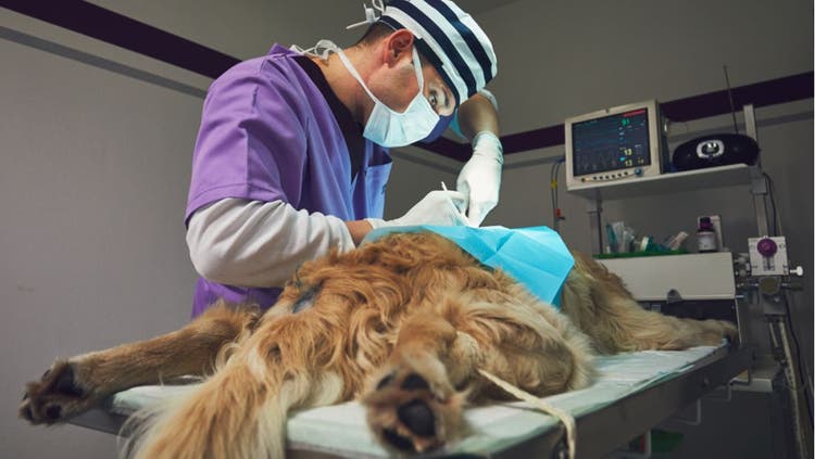 A veterinary surgeon operates on a dog.