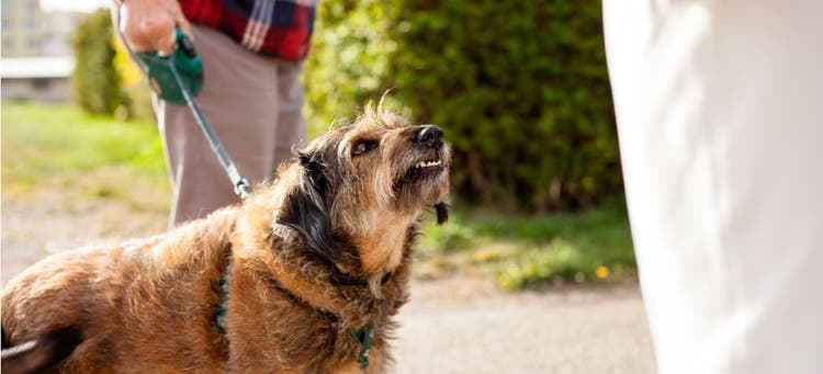 A dog exhibiting territorial aggression.