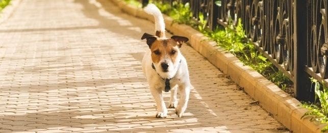 can you explain pet death to another pet