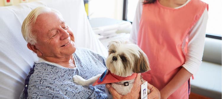 Therapy animal with human companion.