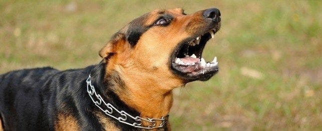 medical causes of aggression
