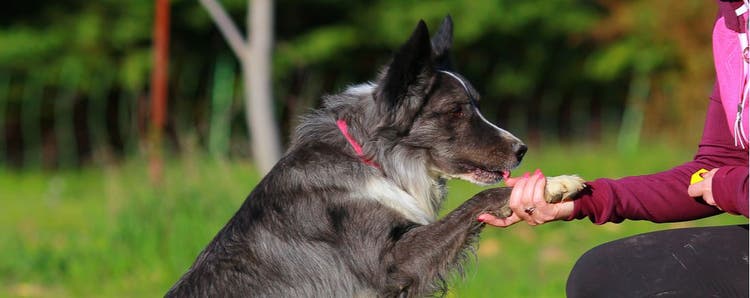 A dog training to learn the shake command.