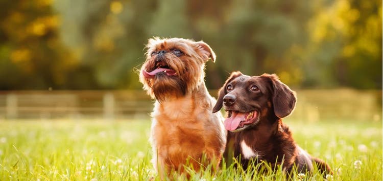 Look for signs of heat stroke and exhaustion on warm days.