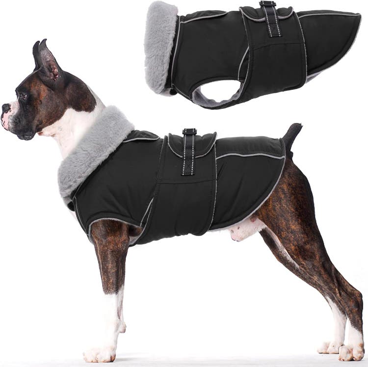 A dog wearing a coat AI-generated content may be incorrect.