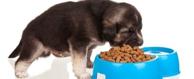feeding your puppy