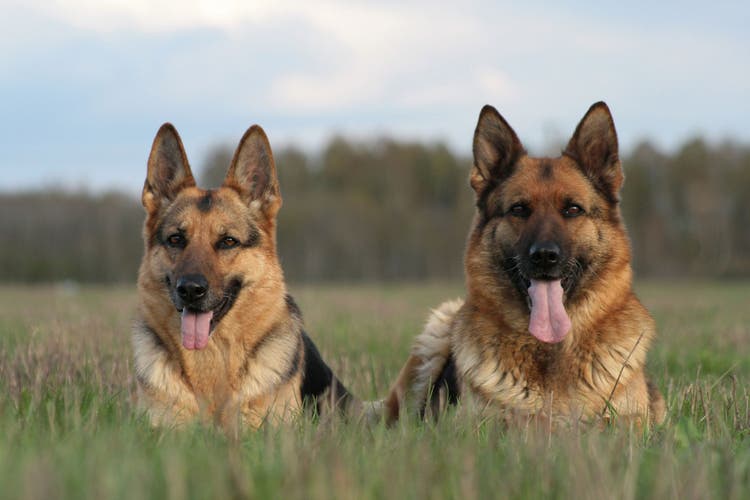 names for german shepherds