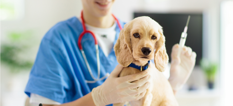 A puppy receives its shots.