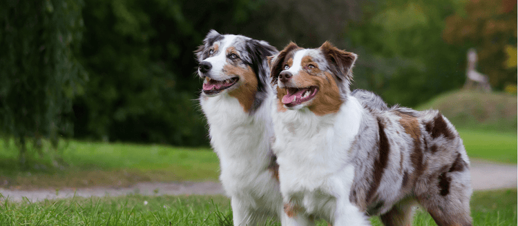 Two Australian Shepherds standing side by side.