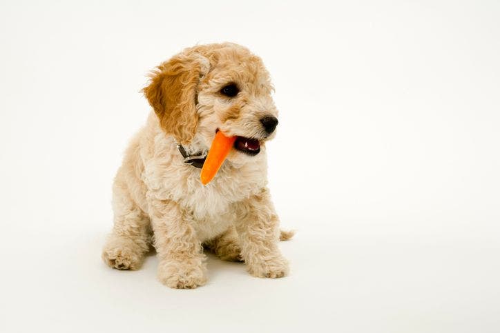 can dogs eat carrots