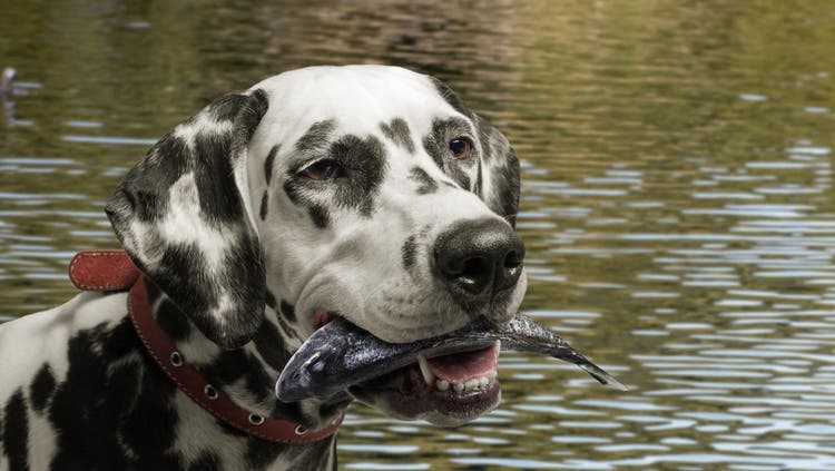 can dogs eat fish
