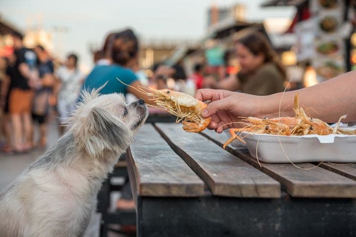 can dogs eat shrimp
