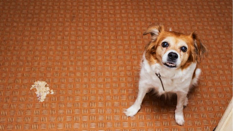 A dog looks eagerly up at the camera.