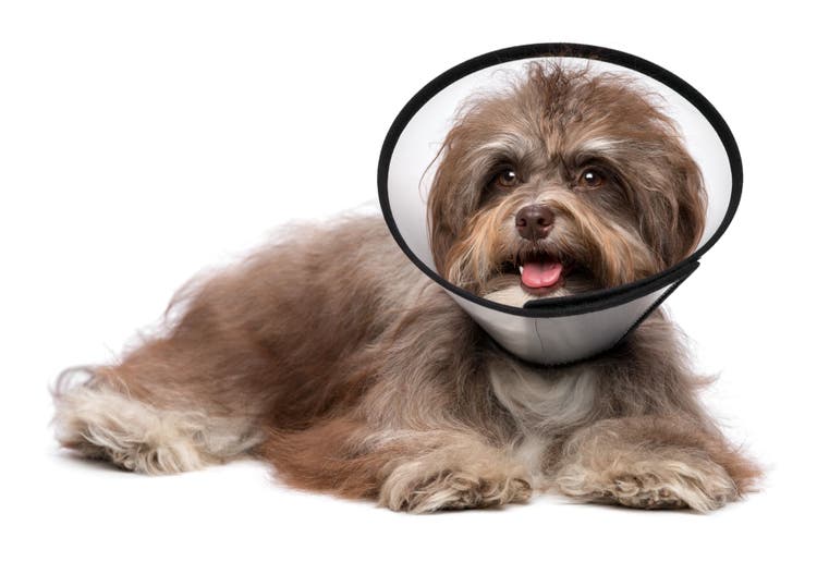 Havanese dog with cone after neutering.