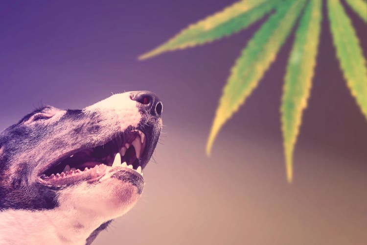 A psychedelic photo of a dog staring up at a marijuana leaf.