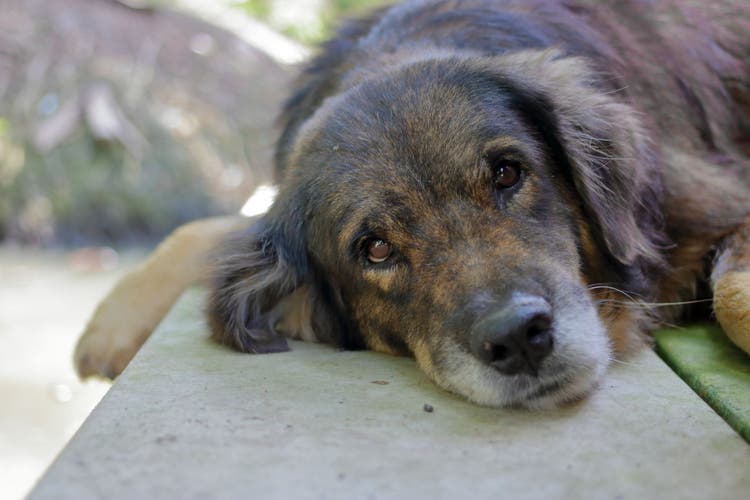 ecstasy toxicity in dogs