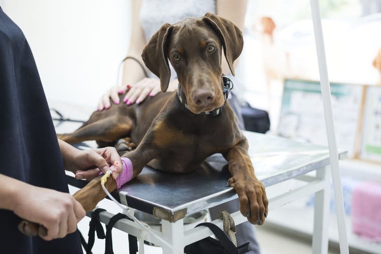 abdominal bleeding in dogs