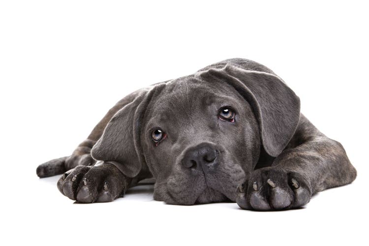 acute collapse in dogs