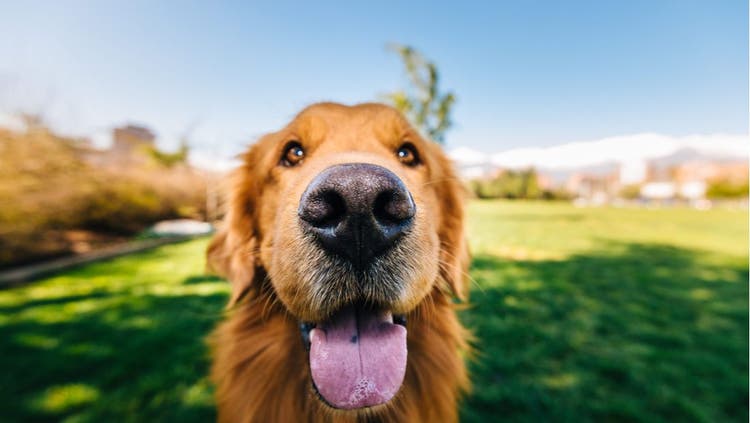 A close-up photo of a smiling dog.